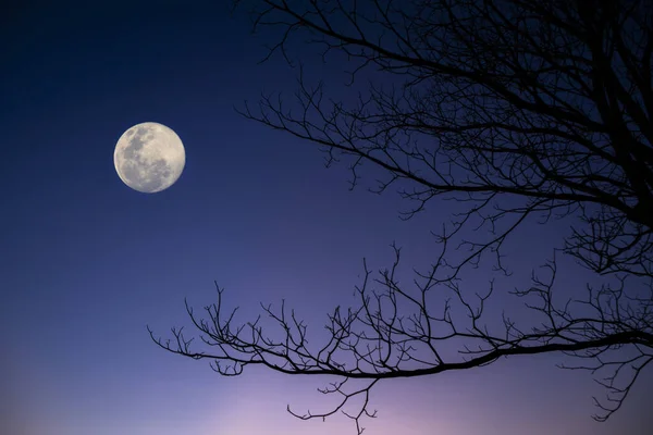 Silhouette Tree Branches Twilight Sky Background Moon — Stock Photo, Image