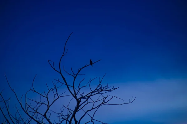 Silhouette Kleiner Vogel Auf Zweig Mit Tiefblauem Himmelshintergrund — Stockfoto