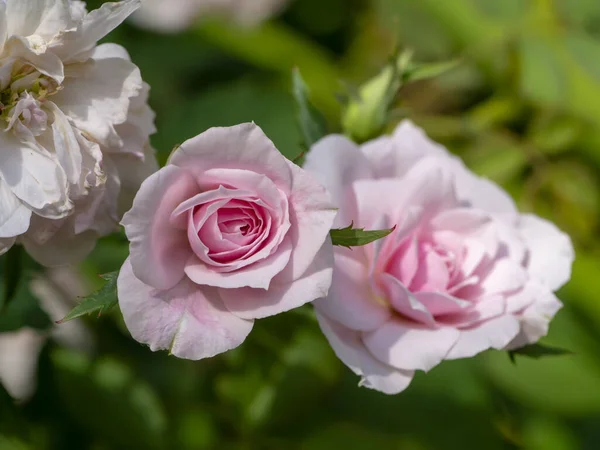 Cerca Mini Flor Rosa Hadas Nombre Científico Rosa Chinensis Jacq — Foto de Stock