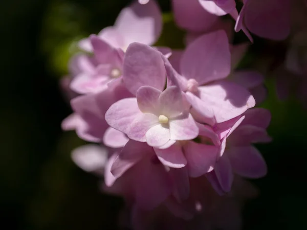 Macro Image Close Flor Hortensia Rosa Suave Fondo Oscuro Con — Foto de Stock