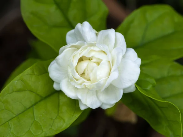 Gros Plan Fleur Jasmin Blanche Avec Feuille — Photo