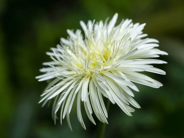 Zamknij Biały Gerbera Stokrotka Ogrodzie Rozmytym Tle — Zdjęcie stockowe