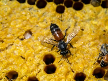 Arıları bal peteğinde kapat.