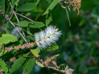 Melaleuca quinquenervia çiçek yakın çekim.