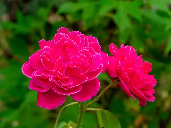 Närbild Djup Rosa Damast Rose Blomma Rosa Damascena — Stockfoto