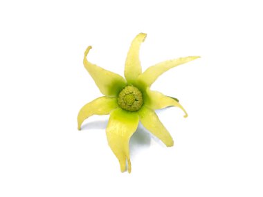 Beyaz arka planda Direk Ağacı veya Mezarlık Ağacı Çiçeği (Bilimsel adı Polyalthia longifolia)
