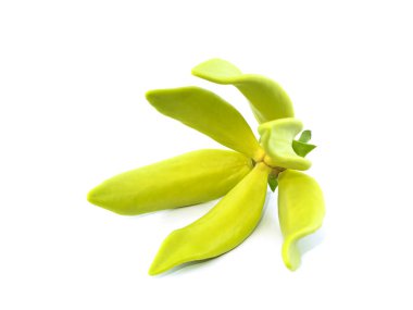 Beyaz arka planda ylang-ylang, ilang-ilang, manorangini, hara-champa veya kantali champa kokuları var..