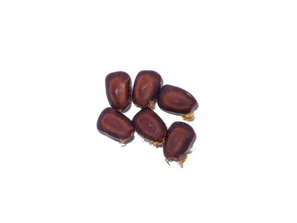 Close East Indian Walnut Rain Tree Monkey Pod Seeds Scientific — Stock Photo, Image