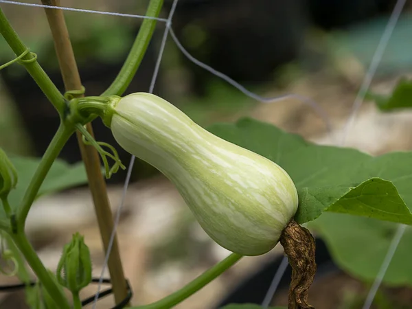 Close Young Butternut Squash Butternut Pumpkin Cucurbita Moschata Butternut — Stock Photo, Image