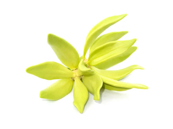 Flores Fragantes Escalada Ylang Ylang Ilang Ilang Manorangini Hara Champa — Foto de Stock