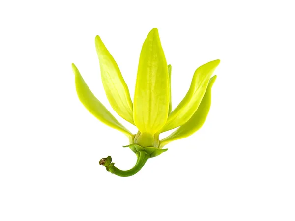 Fleurs Parfumées Escalade Ylang Ylang Ilang Ilang Manorangini Hara Champa — Photo