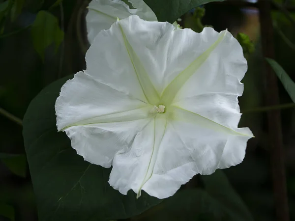 Primer Plano Flor Blanca Moonflower Nombre Científico Ipomoea Alba Con — Foto de Stock