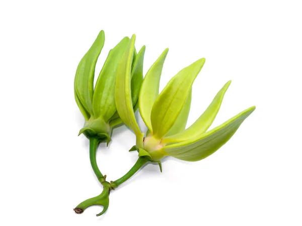 Duftende Blüten Des Klettern Ylang Ylang Ilang Ilang Manorangini Hara — Stockfoto