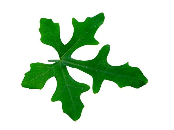 Close Green Ivy Leaf Isolate White Background Clipping Path Scientific — Stock Photo, Image