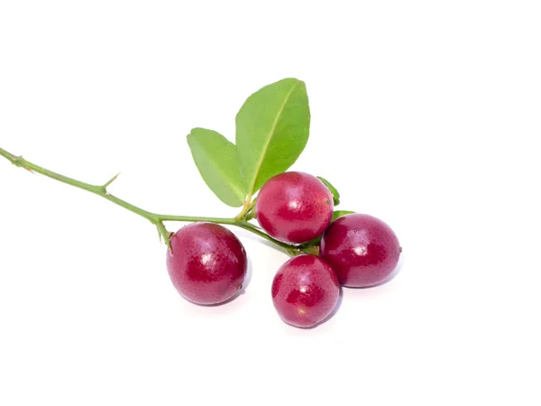 Närbild Lime Berry Med Blad Vetenskapligt Namn Triphasia Trifolia Burm — Stockfoto