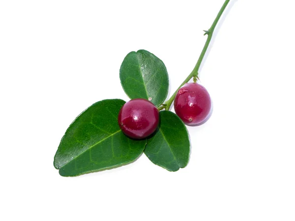 Närbild Lime Berry Med Blad Vetenskapligt Namn Triphasia Trifolia Burm — Stockfoto