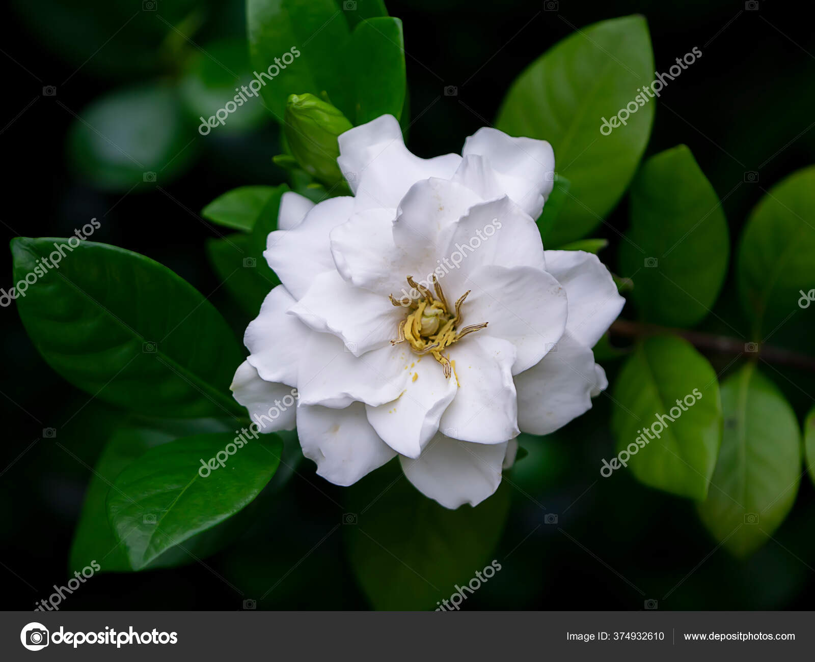 White Gardenia Flower Cape Jasmine Gardenia Jasminoides Stock Photo By C Noppharat Th