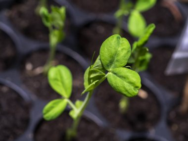 Büyüyen yeşil bezelye fidelerinin yapraklarını kapat (Bilimsel adı Pisum sativum) bulanık arkaplan.