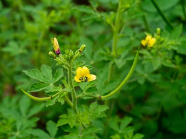 Yeşil bulanık arkaplanlı Sarı Asya Örümcek Çiçeğine (Cleome viscosa bitkisi) yakın plan.