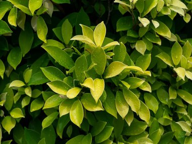 Çin bangını, incir perdesini, incir yaprağını, Hint defne ağacını, yaprakların üzerine su damlayan Malay bangını (Ficus altissma Linn) kapatın..