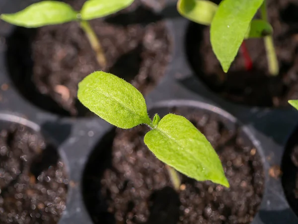 白茄子幼苗 Solanum Melongena 的生长 — 图库照片