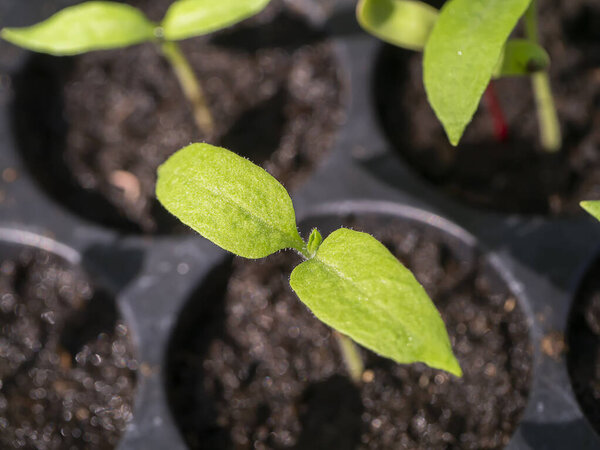 Growth of white eggplant seedlings (Solanum melongena)