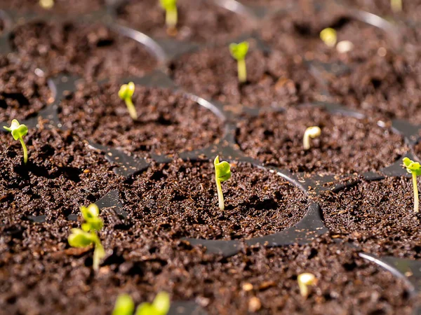Közelkép Növekvő Kale Seedlings Brassica Oleracea Var Sabellica Talajban — Stock Fotó