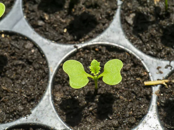 Close Growing Kale Seedlings Brassica Oleracea Var Sabellica Soil — Stock Photo, Image