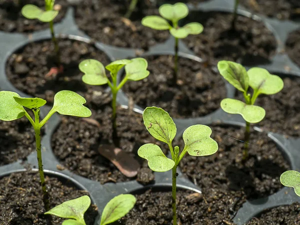 Keimlingswachstum Der Chinesischen Kohlpflanze Brassica Chinensis Jusl Var Parachinensis Bailey — Stockfoto