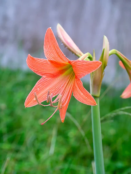 Vackra Blommor Amaryllis Blomma Wild Blommor Hippeastrum — Stockfoto