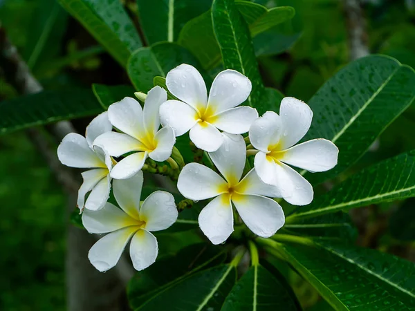 Beyaz Frangipani Çiçeğinin Plumeria — Stok fotoğraf