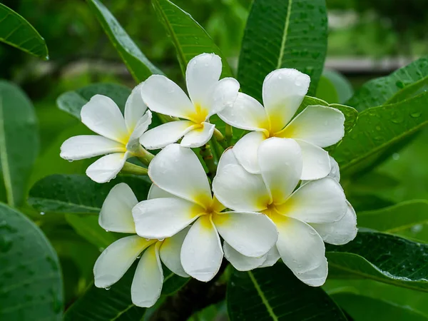 Blisko Białego Kwiatu Frangipani Plumeria — Zdjęcie stockowe