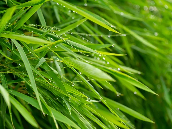 Fresh bamboo leaves with water drop