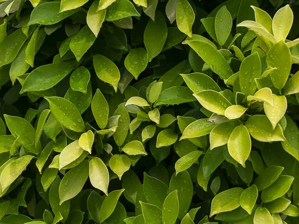 Cerca Flequillo Chino Higo Cortina Higo Hoja Brillante Laurel Indio —  Fotos de Stock