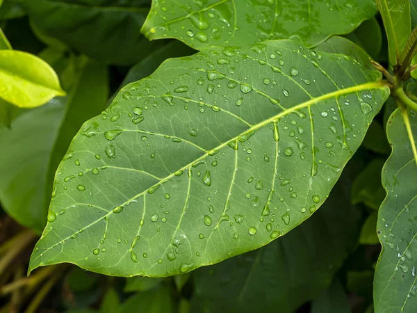 Primo Piano Foglie Mandorla Marina Con Goccia Acqua Nome Scientifico — Foto Stock