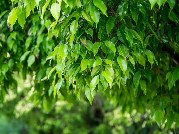 Cerca Flequillo Chino Higo Cortina Higo Hoja Brillante Laurel Indio —  Fotos de Stock