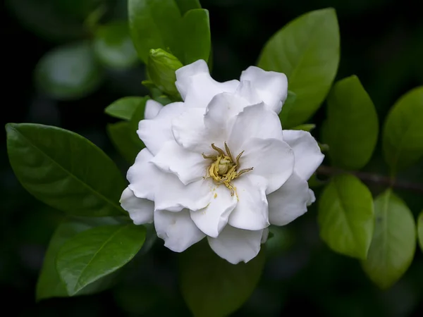 White Gardenia Flower Cape Jasmine Gardenia Jasminoides — Stock Photo, Image
