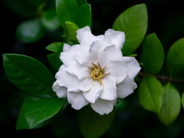 White Gardenia Flower Cape Jasmine Gardenia Jasminoides — Stock Photo, Image