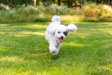 Çimenlerde koşan sevimli köpek.