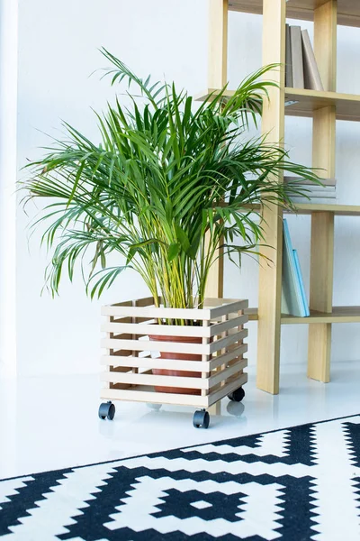 Vaso planta em vaso com suporte de flor de madeira e prateleiras na sala moderna — Fotografia de Stock