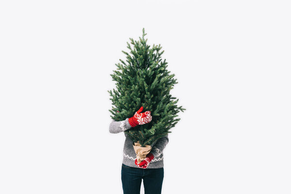 obscured view of person in winter sweater and mittens holding fir tree in hands isolated on white