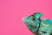 close-up view of cute colorful exotic chameleon isolated on pink