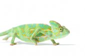 Detailní pohled krásných tropických chameleon izolované na bílém  