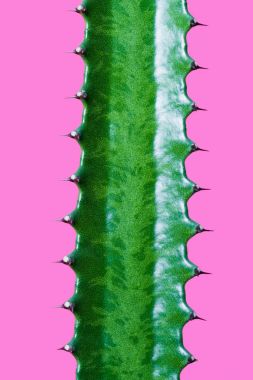 güzel yeşil etli pink izole dikenler ile yakından görmek  
