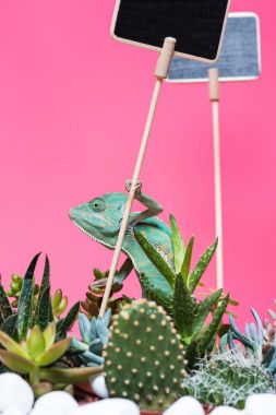 beautiful colorful exotic chameleon with blank signs and succulents isolated on pink