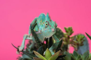 close-up view of beautiful tropical chameleon crawling on succulents isolated on pink  clipart