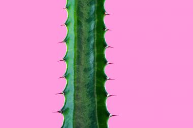 güzel yeşil etli bitki pink izole dikenler ile yakından görmek