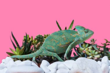 side view of cute exotic chameleon crawling on stones and succulents isolated on pink clipart