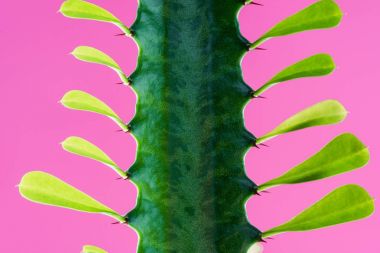 toprak sana diken ve pink izole yaprakları ile güzel yeşil kaktüs 