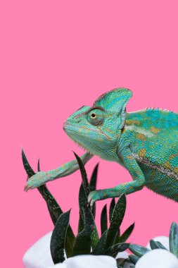 close-up view of beautiful colorful chameleon crawling on stones with succulents isolated on pink clipart